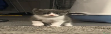 British Shorthair 1