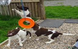 English Springer Spaniel dogs for sale: Two Gorgeous Boy English Springer Spaniel Puppies  - Image 22