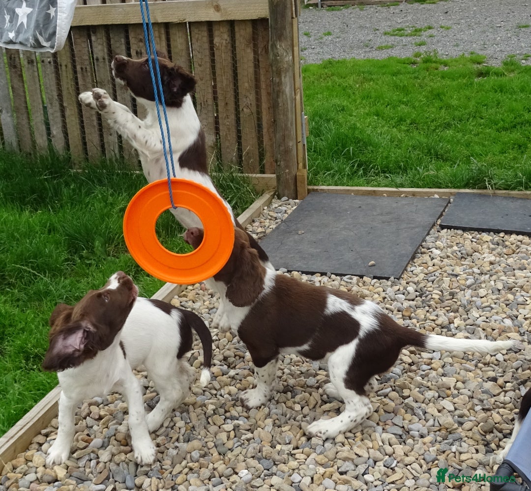 English Springer Spaniel dogs for sale: Two Gorgeous Boy English Springer Spaniel Puppies  - Image 22