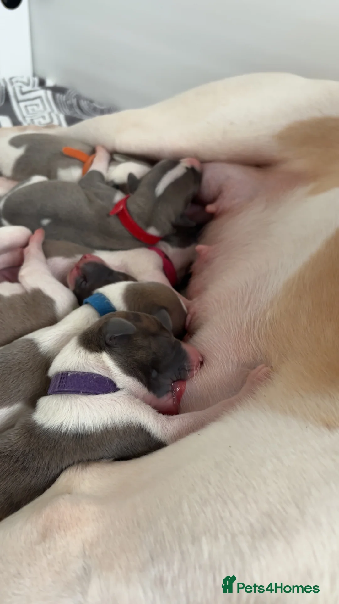 Whippet dogs for sale: 🌟 quality KC whippet pups 🌟 - Advert 31