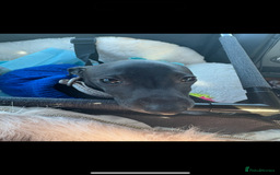 Italian Greyhound dogs for sale: Beautiful tiny Italian greyhound 11 weeks.  - Image 7