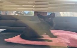 Domestic Shorthair cats for sale: Gorgeous kittens looking for lovely home - Image 3