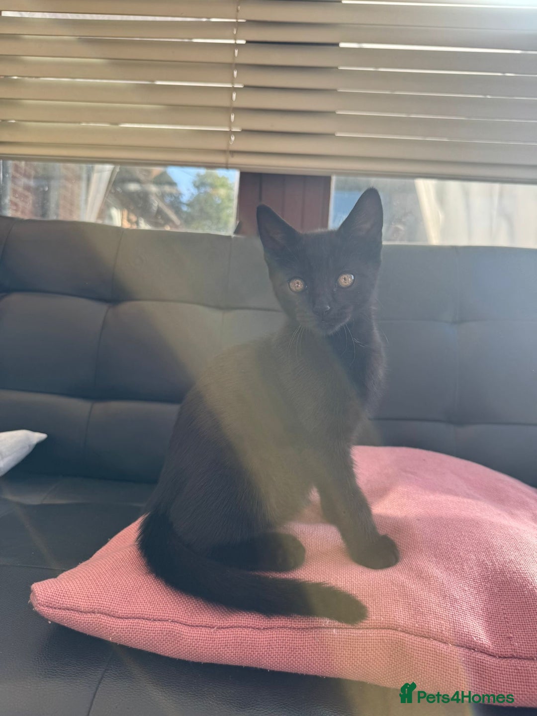 Domestic Shorthair cats for sale: Gorgeous kittens looking for lovely home - Image 3