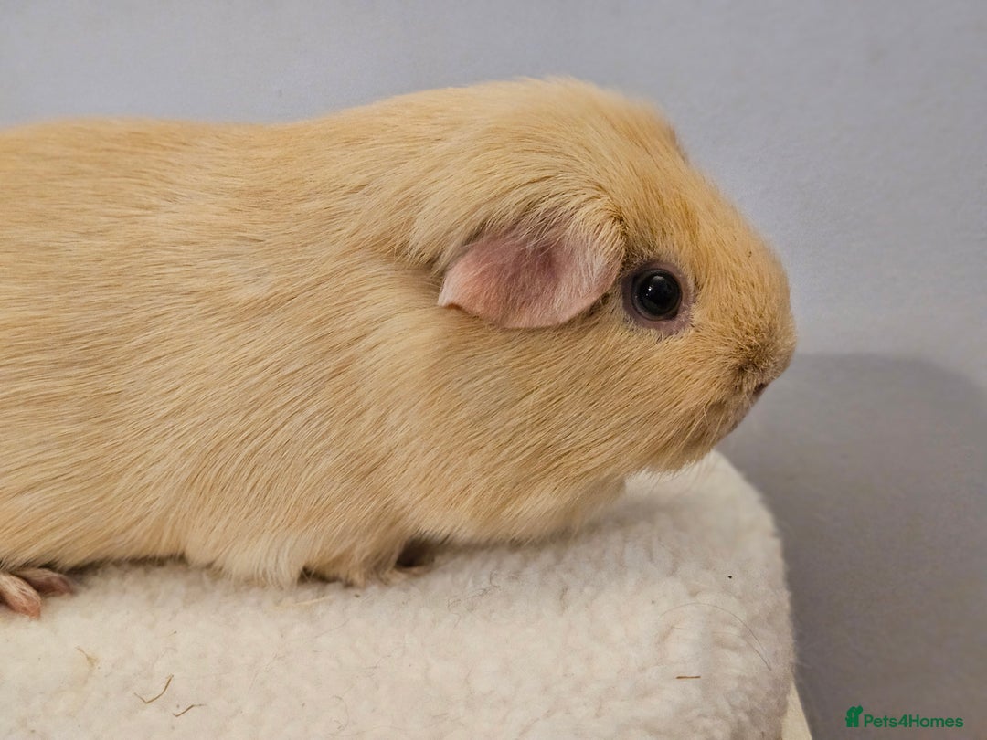Guinea Pig rodents for sale: Purebred self cream and buff boars - Image 4