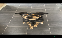Mixed Breed dogs for sale: Hunter - Image 2