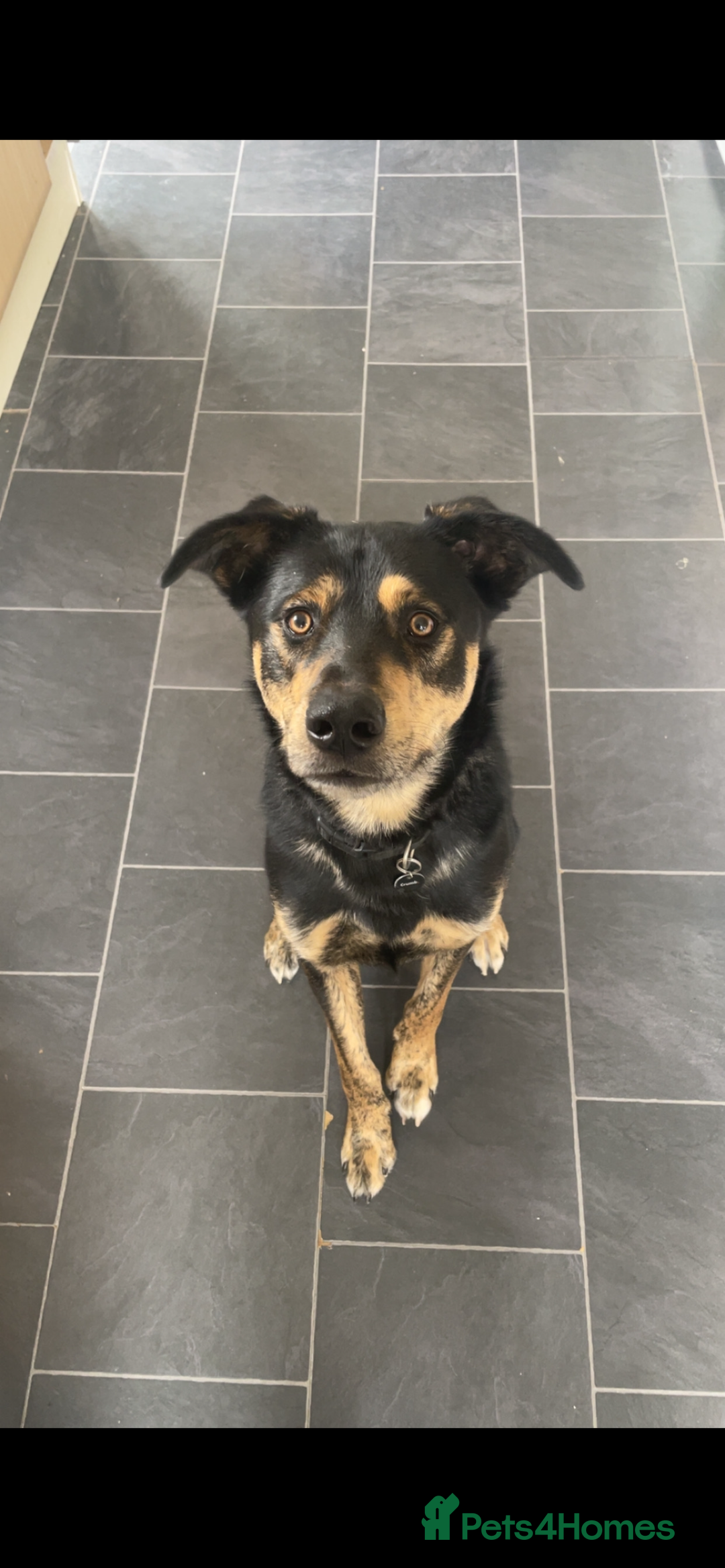Mixed Breed dogs for sale: Hunter - Image 2