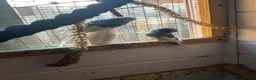 Budgerigars birds for sale: 2 baby budgies available tame to hand  in Walsall - Advert 16