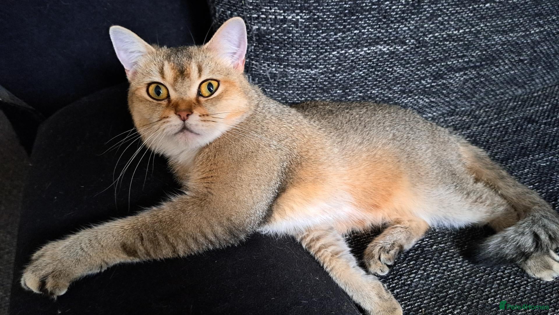 Scottish Fold cats Tica Registered scottish straigh for breeding  - Advert 2