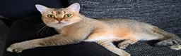 Scottish Fold cats for sale: Tica Registered scottish straigh for breeding  - Advert 1