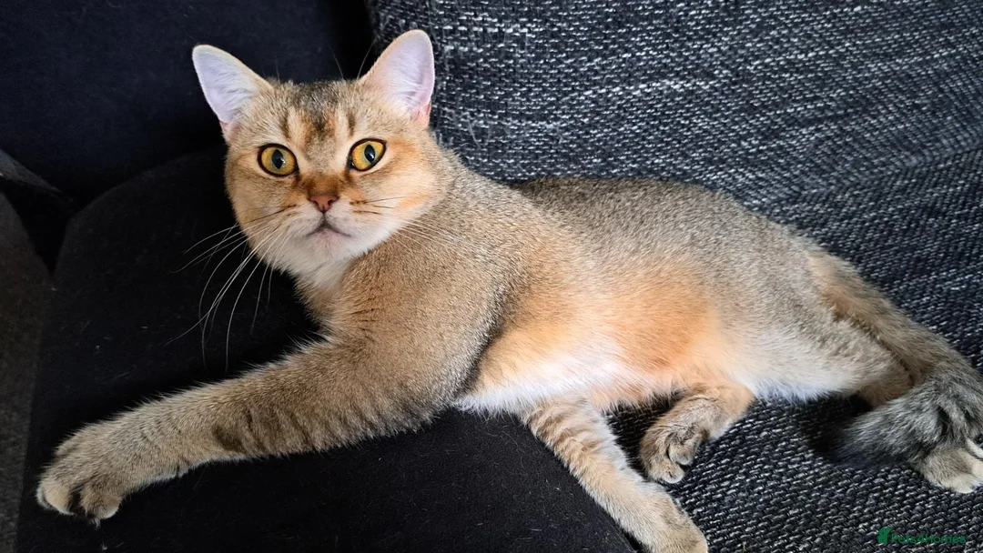 Scottish Fold cats for sale: Tica Registered scottish straigh for breeding  - Advert 1