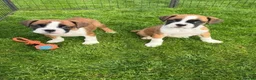 Boxer dogs for sale: Beautiful Boxer Puppies-2 Boys & 1 Girl in Reading - Advert 8