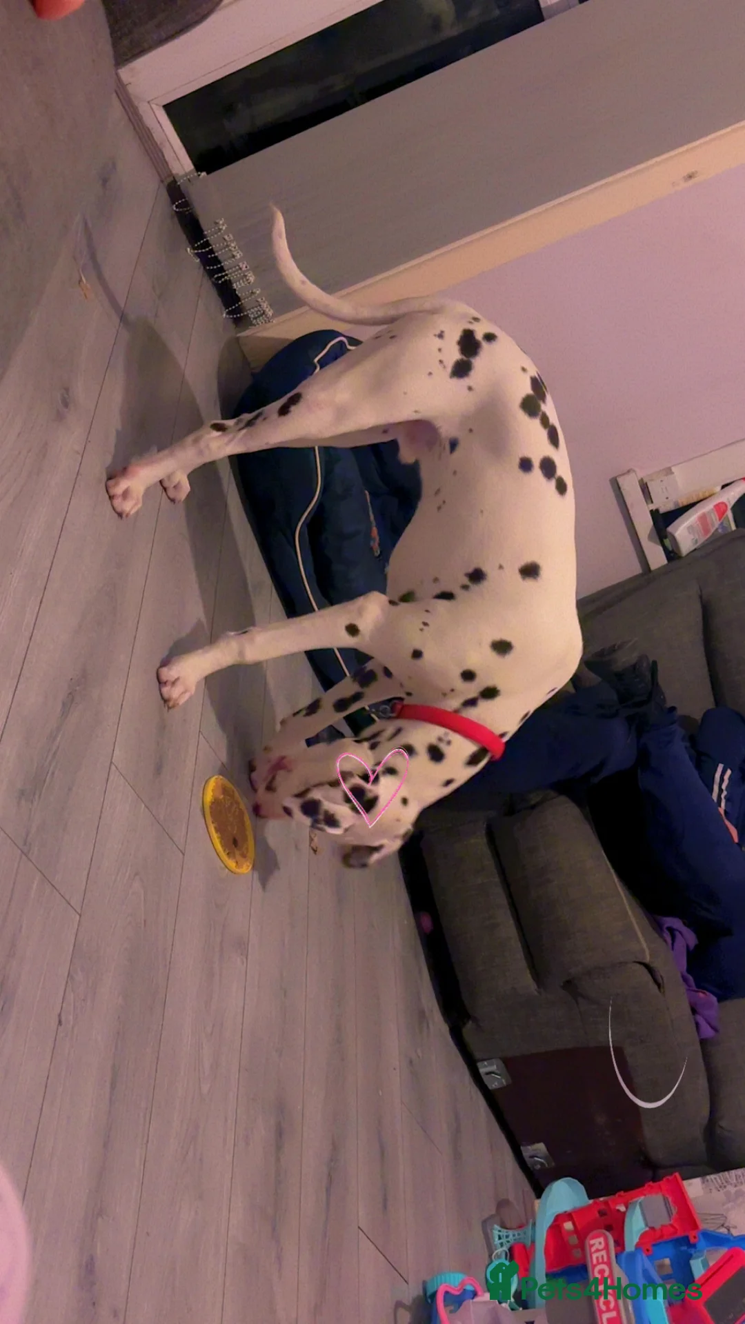 Dalmatian dogs for sale: 8 month old Dalmation  - Advert 3