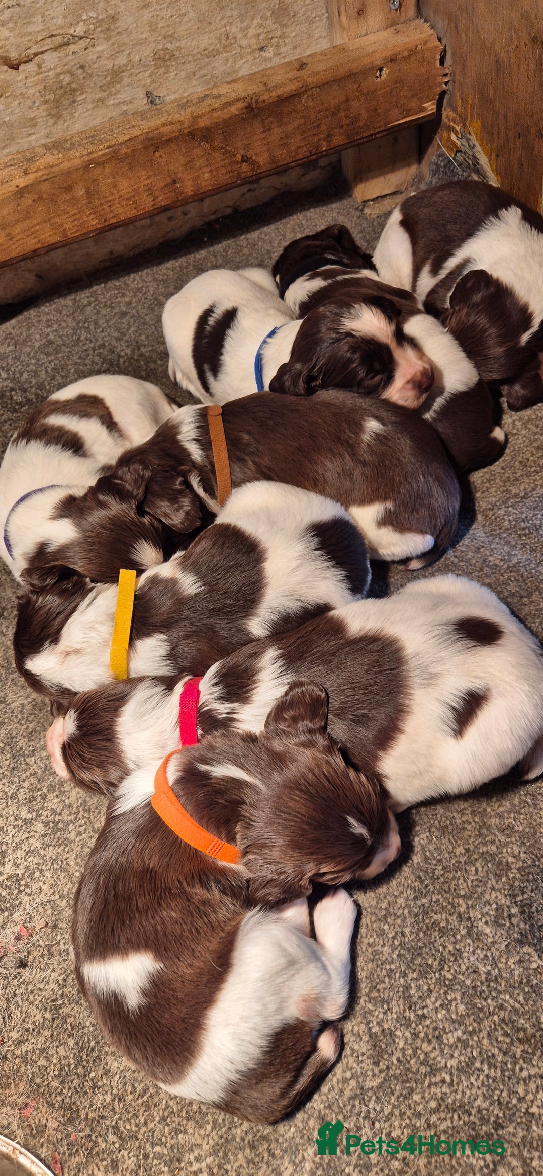 English Springer Spaniel dogs for sale: English Springer Spaniel Puppies  - Image 2