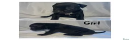 Mixed Breed dogs for sale: Staffy cross pups looking for forever homes🏡 - Advert 15