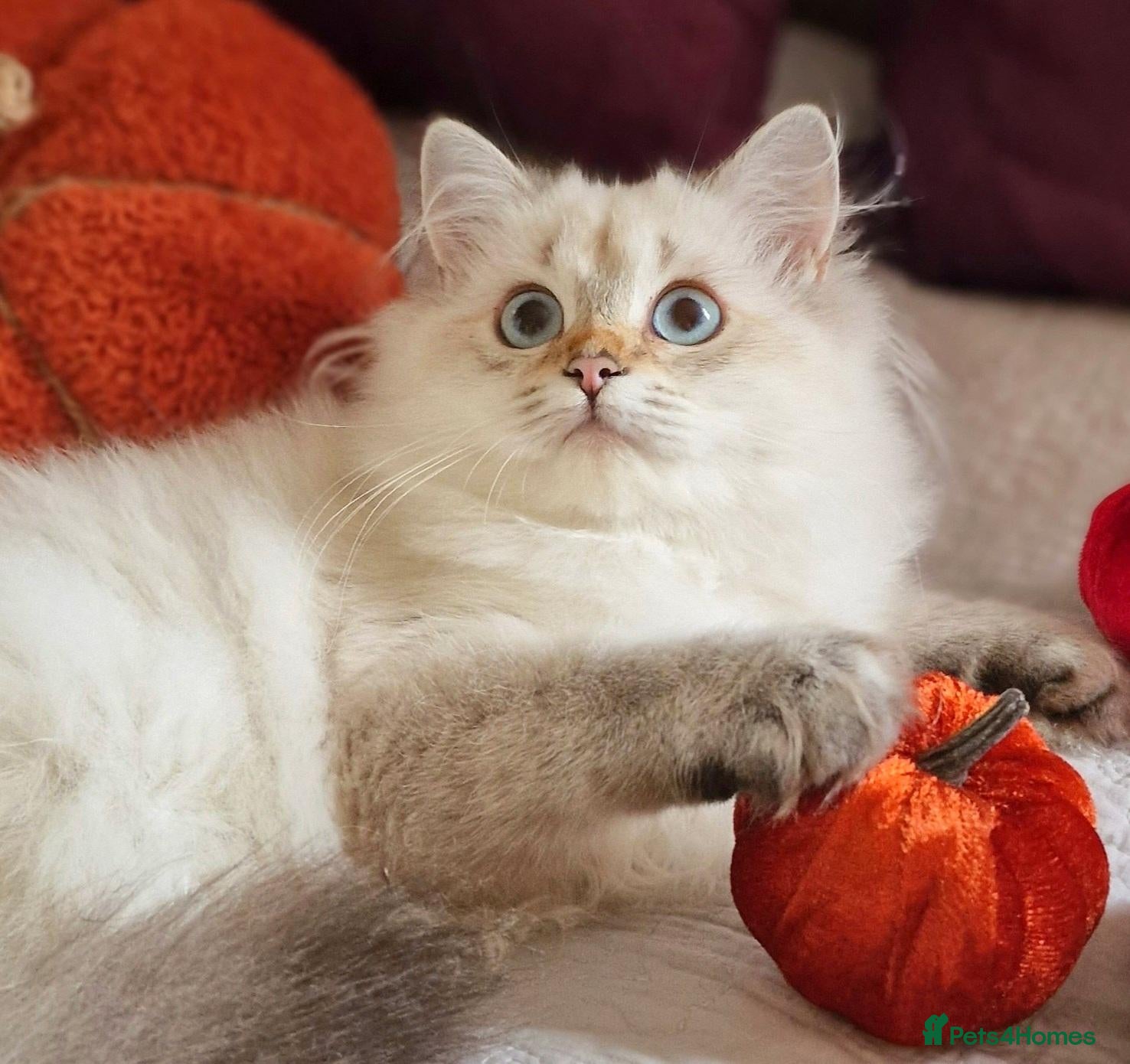 British Shorthair cats 💖READY TO GO!💖GOLDEN &SILVER POINT BSH KITTENS💖 - Advert 1