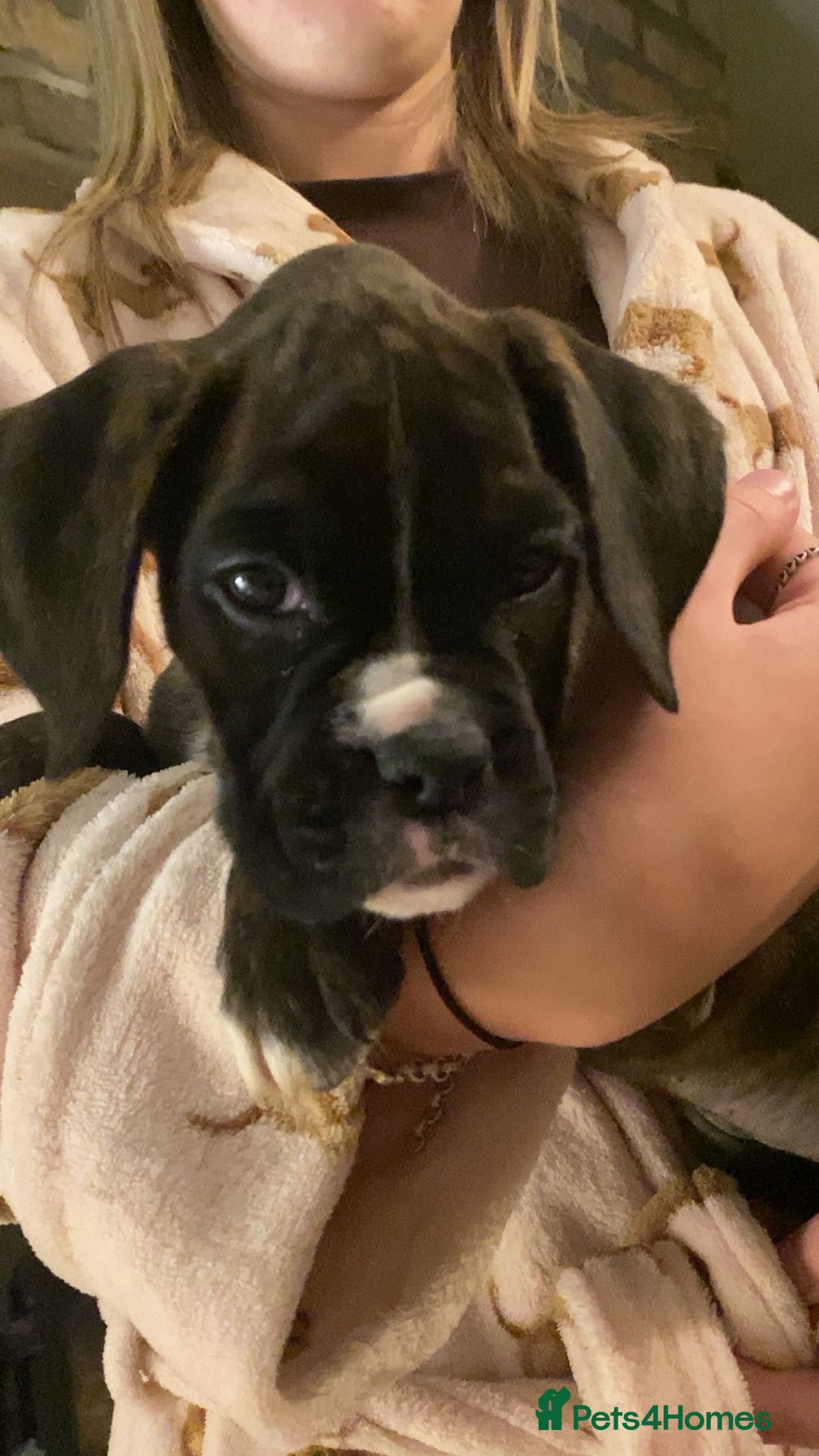 Boxer dogs KC Registered Boxer Puppies - health tested - Advert 2
