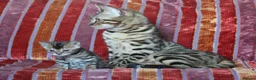 Bengal cats for sale: Gorgeous pure Bengals girl - Advert 2