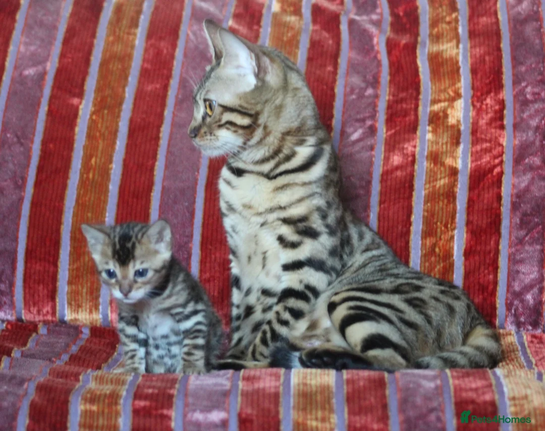 Bengal cats for sale: Gorgeous pure Bengals girl - Advert 2