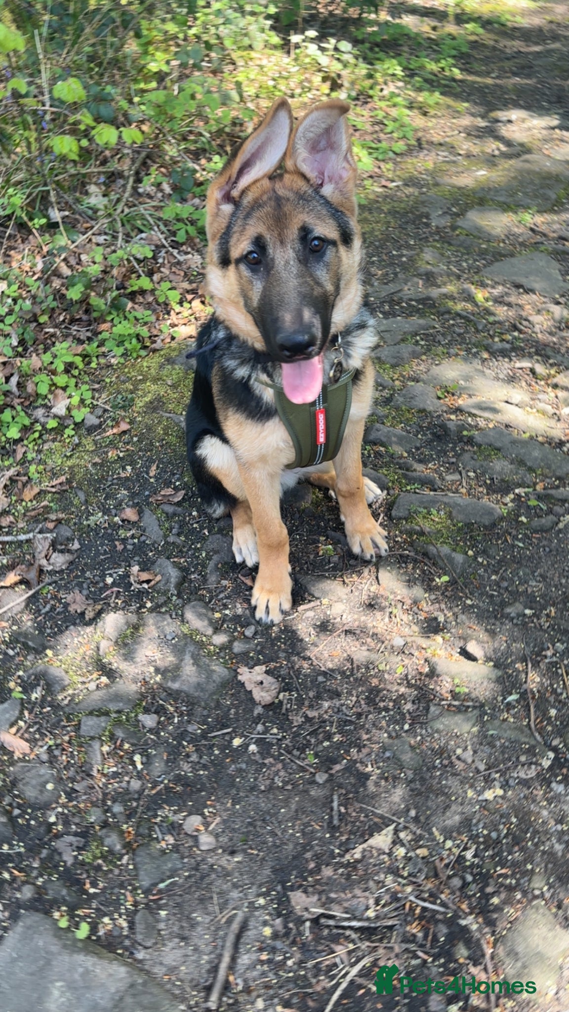 German Shepherd dogs 28 week old German shepherd  - Advert 1