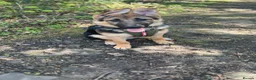 German Shepherd dogs for sale: 28 week old German shepherd  in Preston - Advert 1