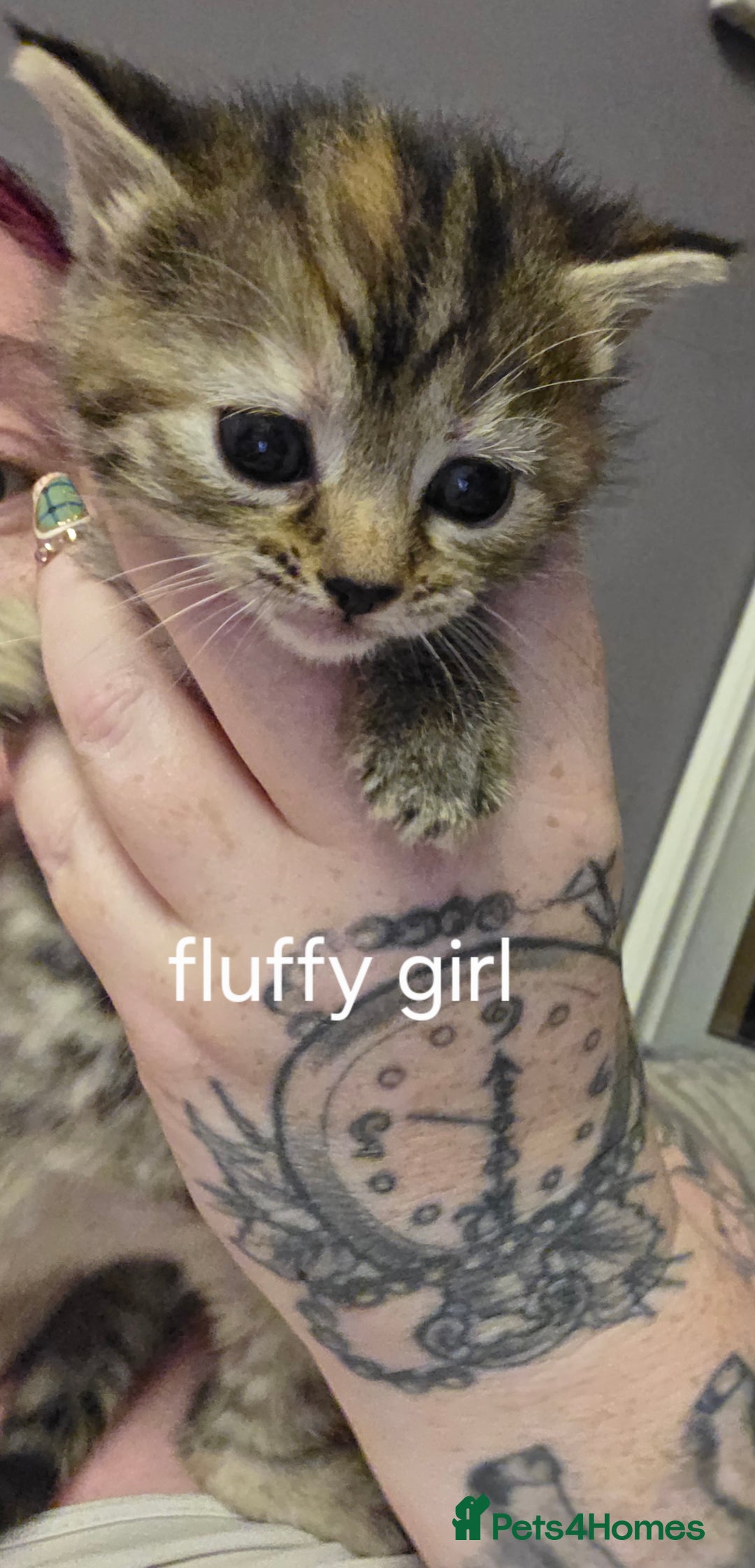 Mixed Breed cats for sale: 3 beautiful girls - Advert 4