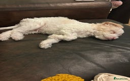 Mixed Breed dogs for sale: Male Maltipoo X Cavapoo - Image 2