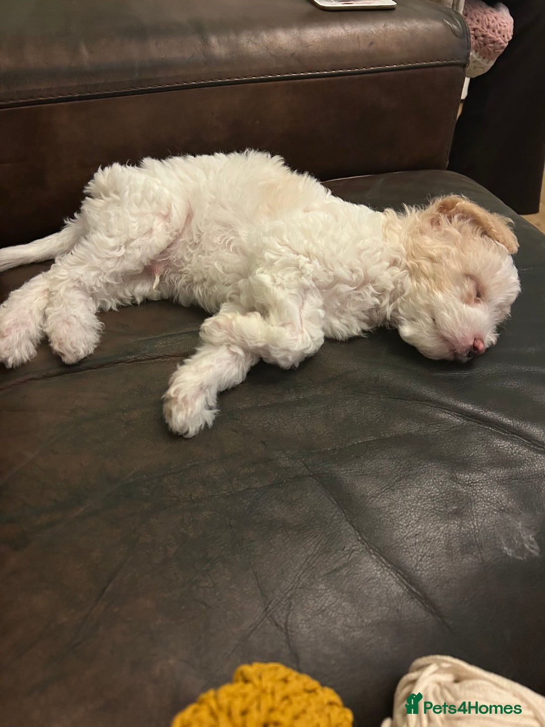 Mixed Breed dogs for sale: Male Maltipoo X Cavapoo - Image 2