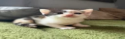 Aegean cats for sale: Aegeans kittens are looking for forever home ❤️ - Advert 10