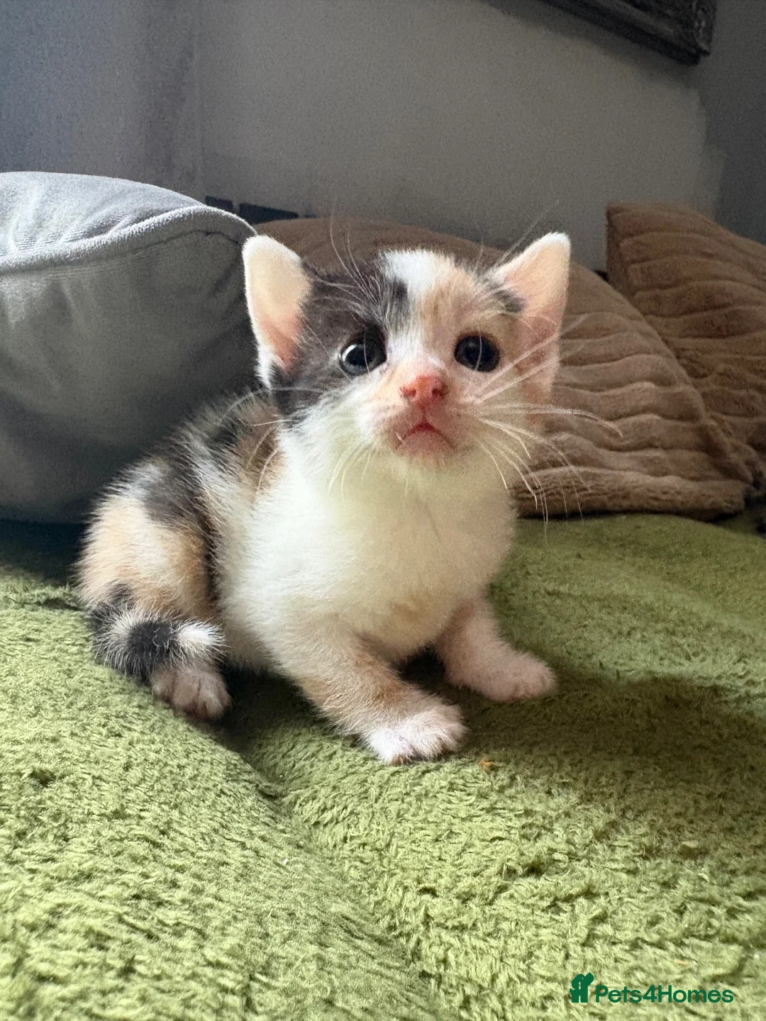 Aegean cats for sale: Aegean kittens ready for new home! 3 Left! - Advert 33
