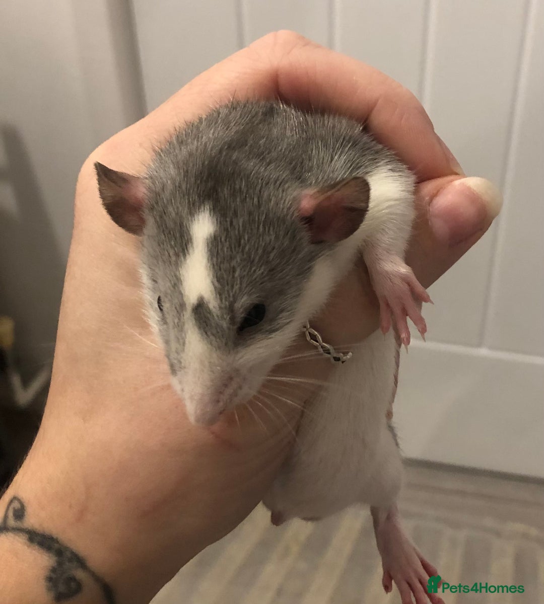 Rat rodents for sale: Baby dumbo rats - Advert 1