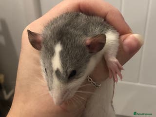 Rat rodents Baby dumbo rats - Advert 12