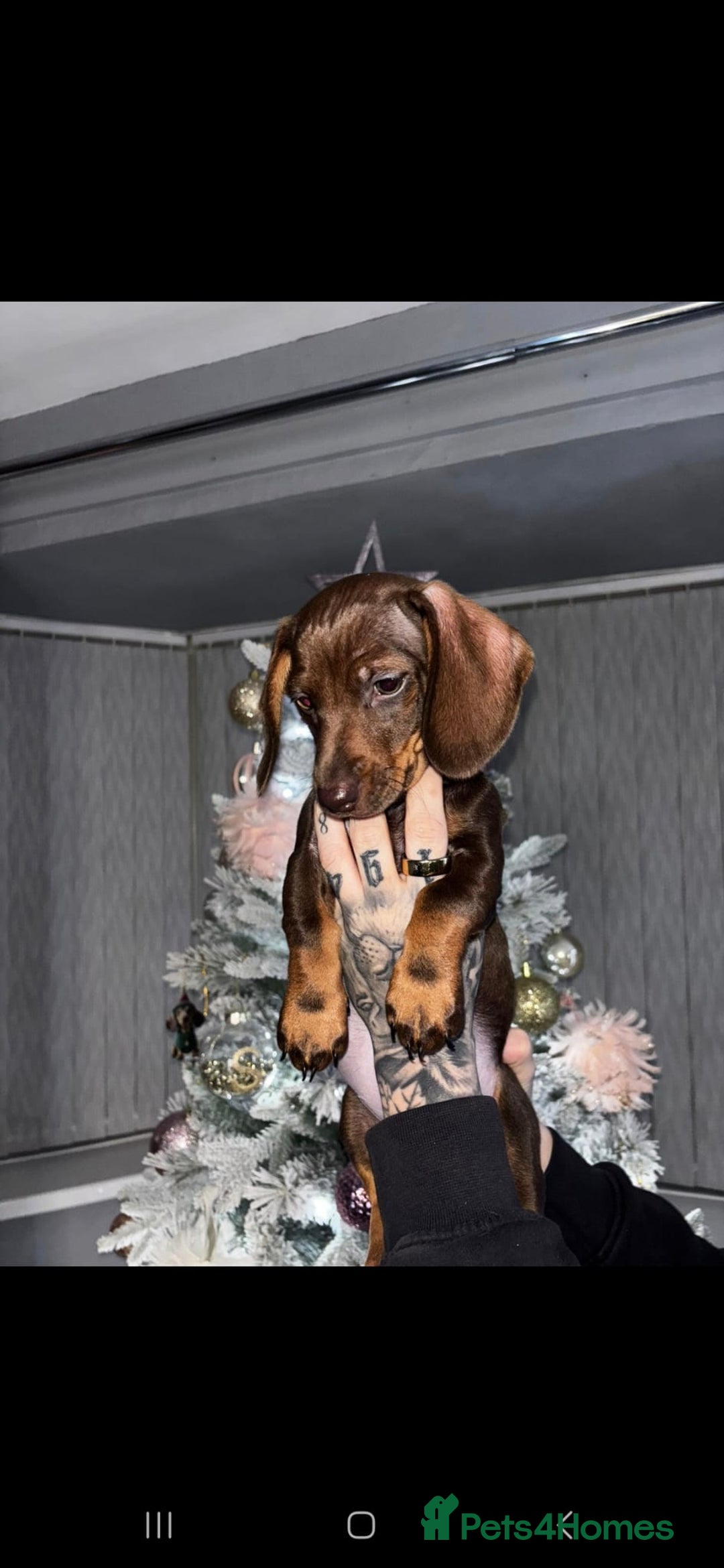 Dachshund dogs for sale: Stunning Chocolate Female Dachshund  - Advert 5