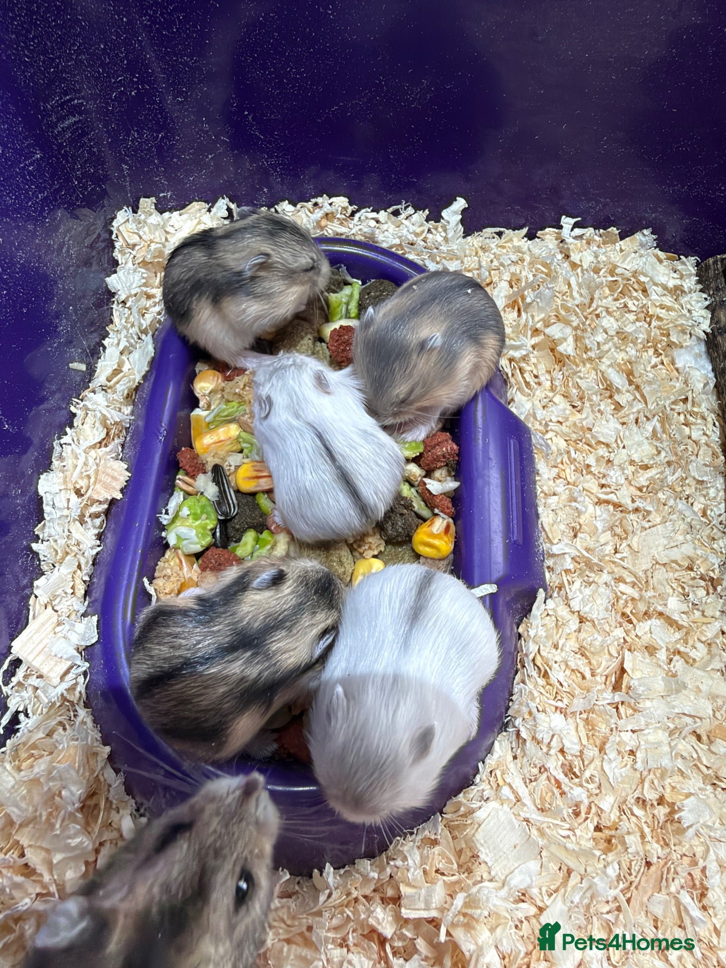 Hamster rodents for sale: 5 russian dwarf hamster pups - Advert 1