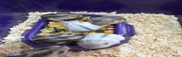 Hamster rodents for sale: 5 russian dwarf hamster pups - Advert 1
