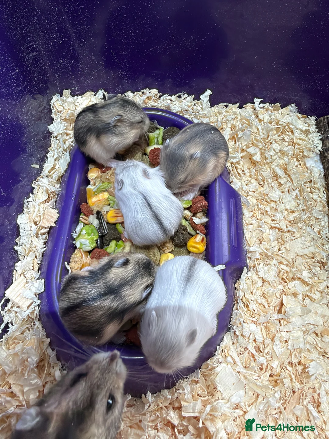 Hamster rodents for sale: 5 russian dwarf hamster pups - Advert 1