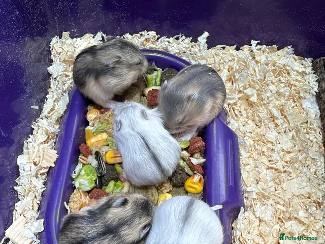 Hamster rodents for sale: 5 russian dwarf hamster pups - Advert 1