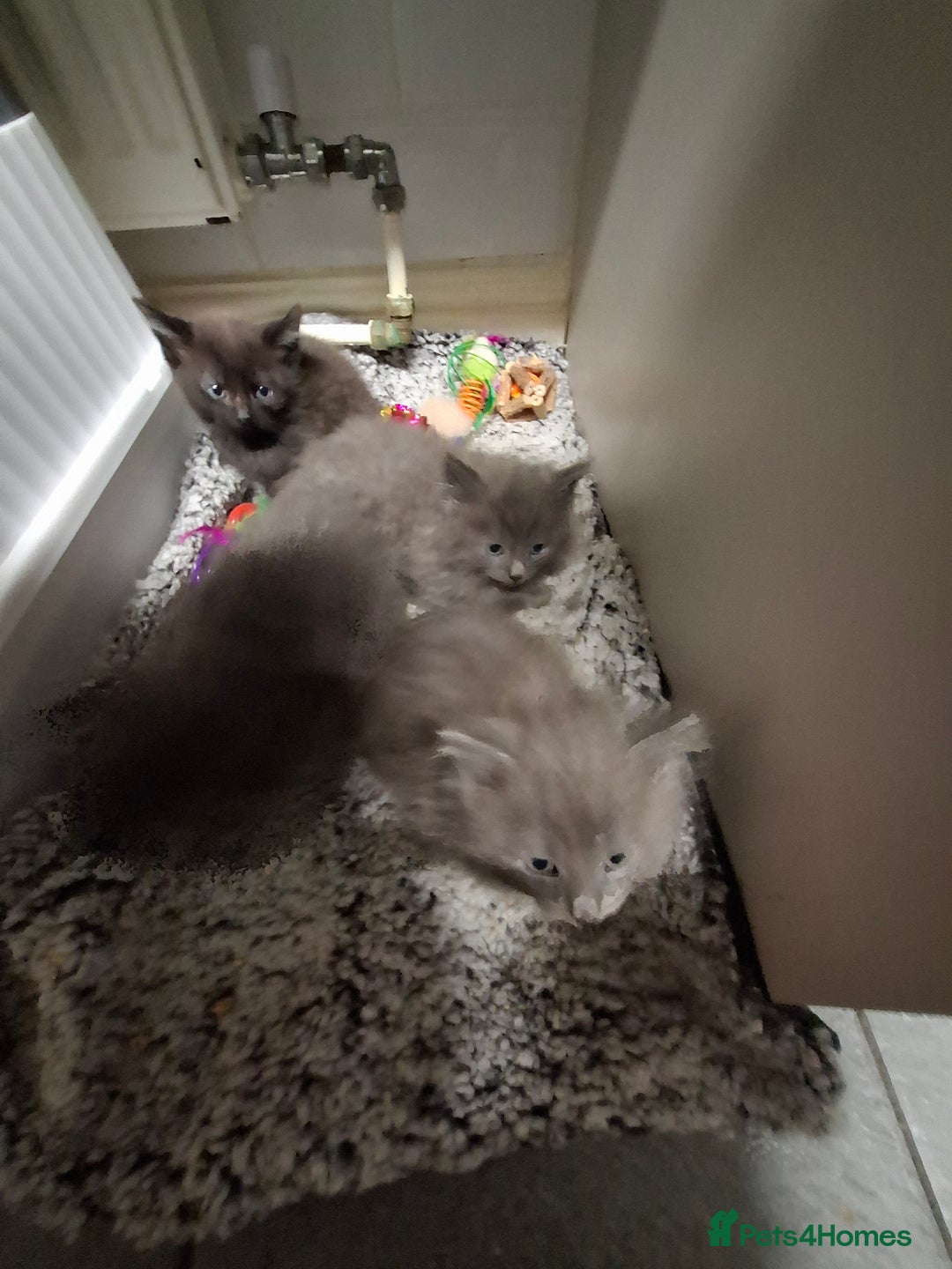 Mixed Breed cats for sale: 4 kittens looking for loving home  - Advert 2