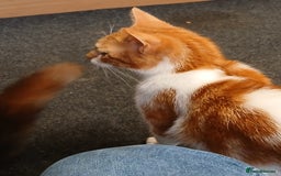 Mixed Breed cats for sale: 2 beautiful female lovely kittens and playfull - Image 12