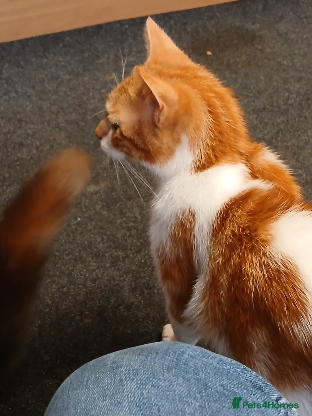 Mixed Breed cats for sale: 2 beautiful female lovely kittens and playfull - Image 12