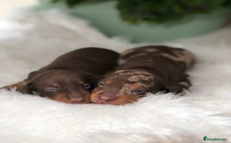 Miniature Dachshund dogs - Advert 8