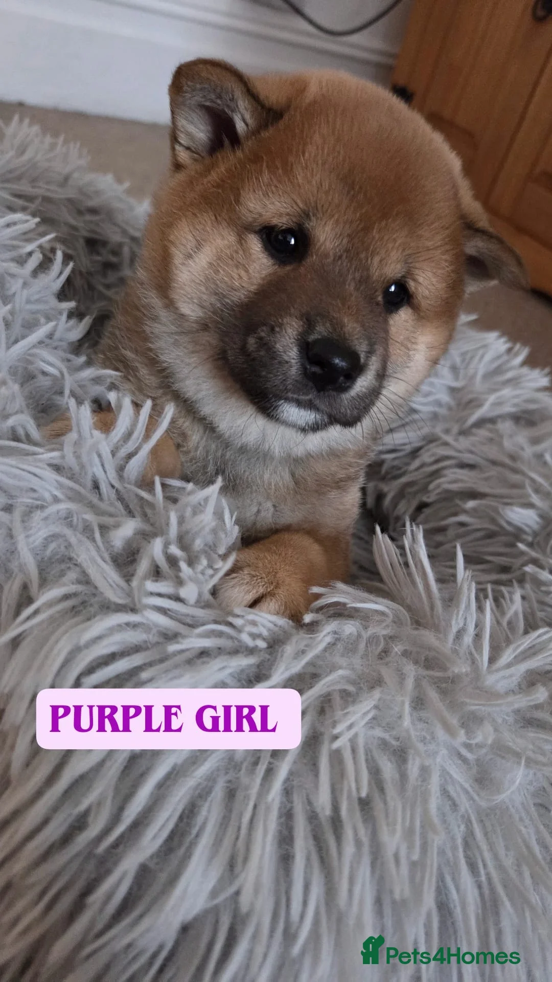 Japanese Shiba Inu dogs for sale: Puppy Shiba inu female - Advert 22