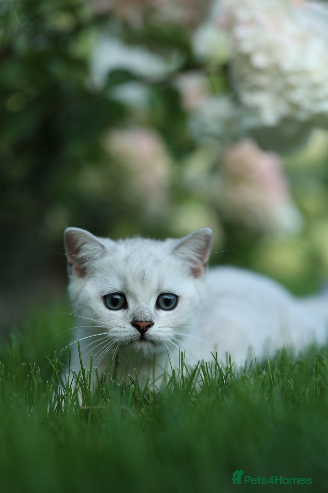 Scottish Fold cats for sale: Last Boy very good price!as we're going in holiday - Image 5