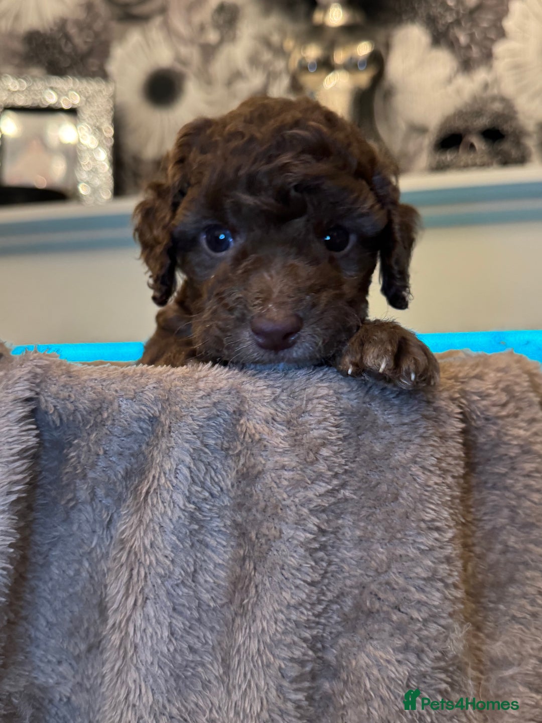 Cockapoo dogs for sale: Miniature Cockapoo Multi Generation  in Darwen - Image 29