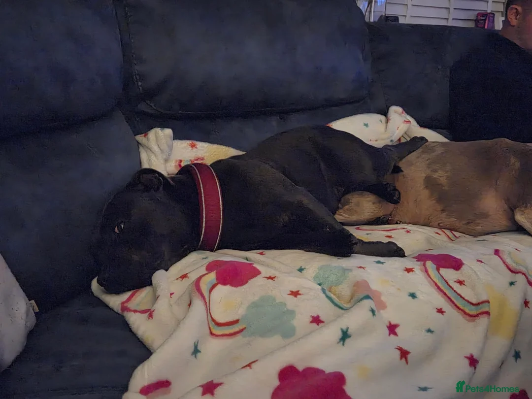 Staffordshire Bull Terrier dogs for sale: 2 Year Old Female Staffy Looking For A New Home - Advert 9