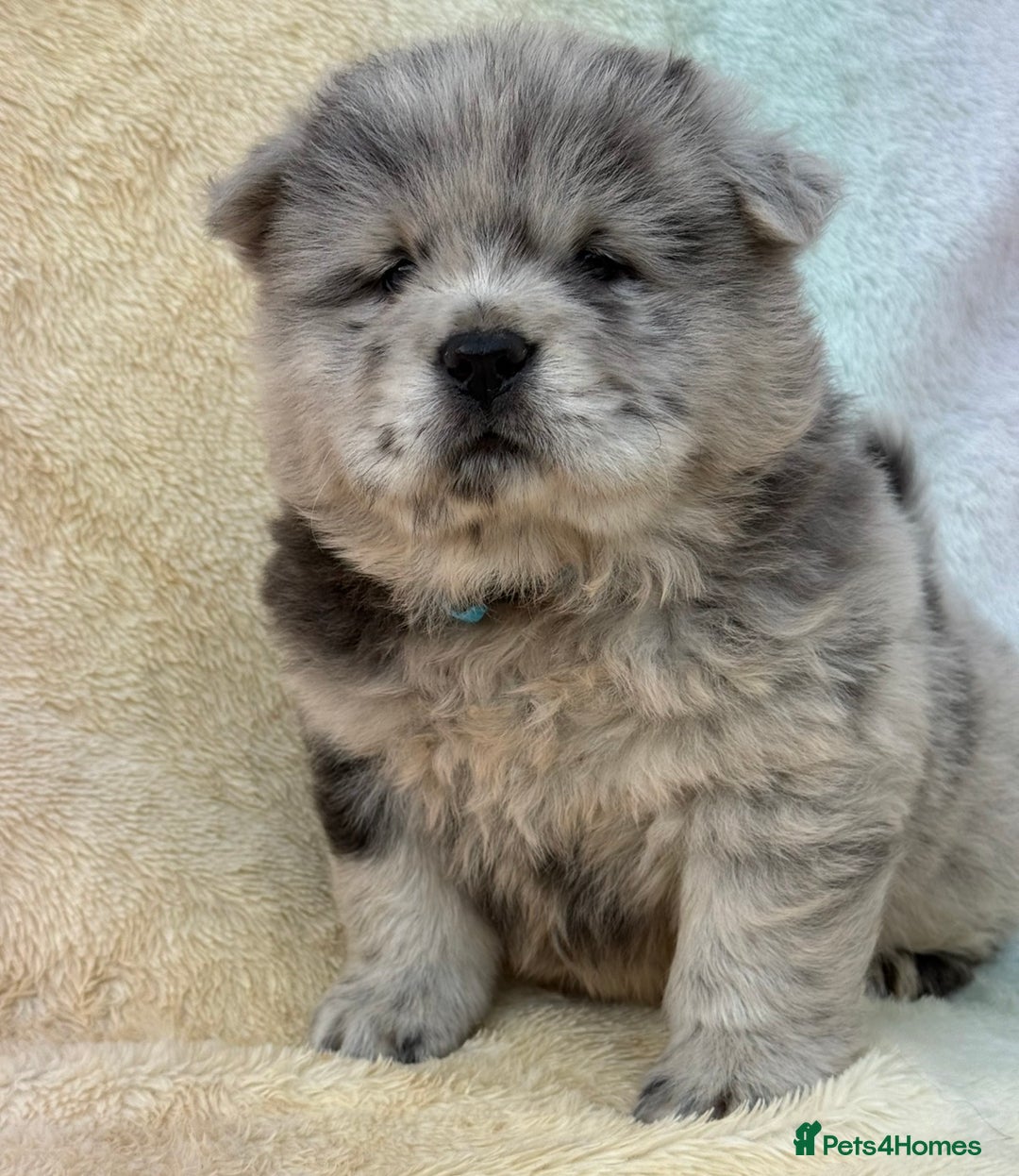 Chow Chow dogs for sale: American Blood Line Chow Chow Puppies  - Advert 1