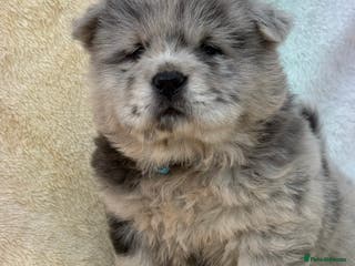 Chow Chow dogs American Blood Line Chow Chow Puppies - Advert 1