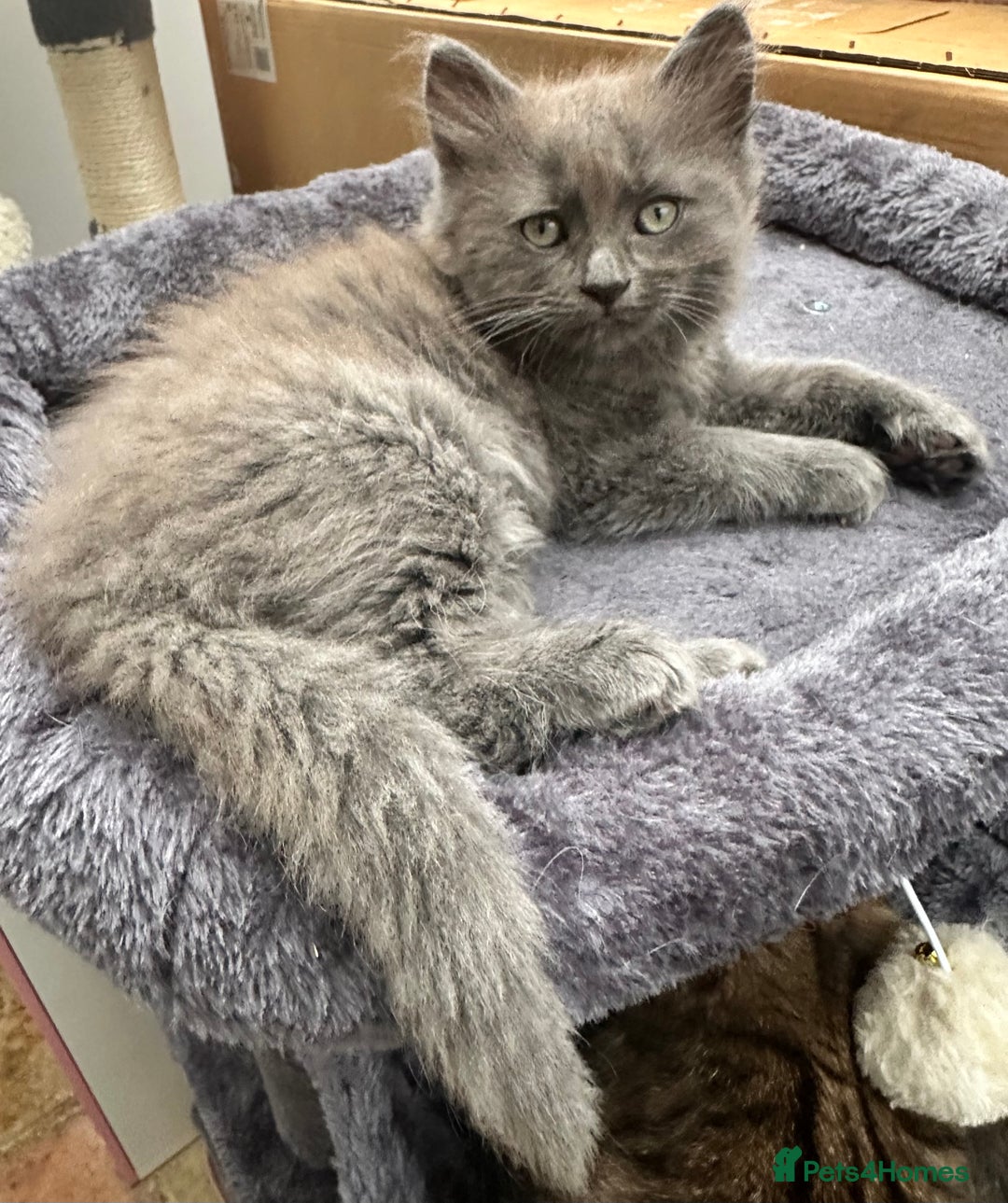 Norwegian Forest Cat cats for sale: 7 Exceptionally beautiful Norwegian Forest kittens - Advert 35