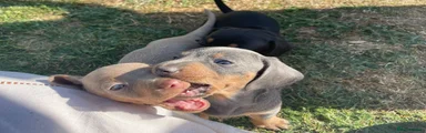 Miniature Dachshund 2