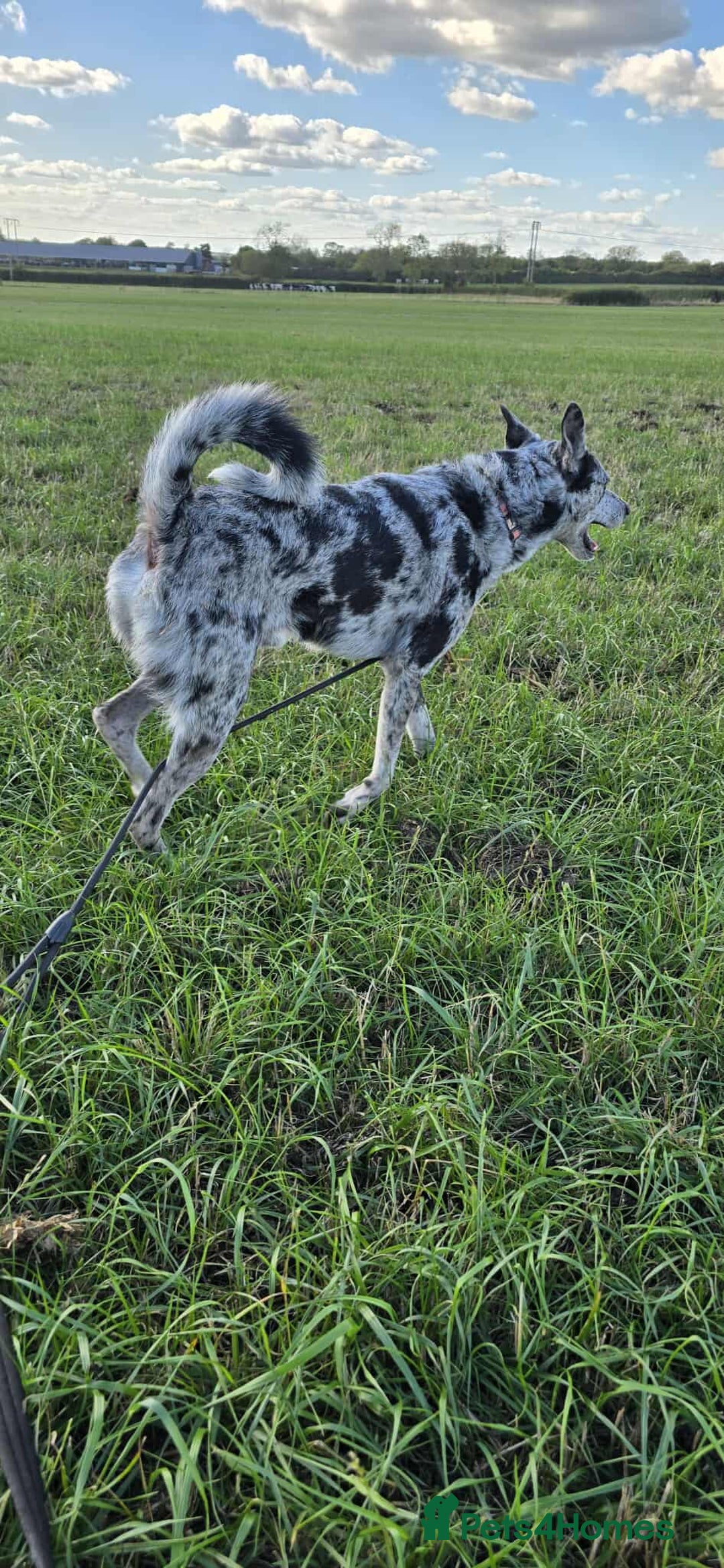 Mixed Breed dogs for adoption: STUNNING SMUDGE - Image 6