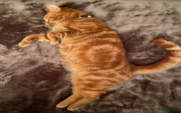 Domestic Shorthair cats for sale: Gino- 5 years Loving male ginger tabby - Image 7